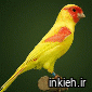 پرندگان زینتی